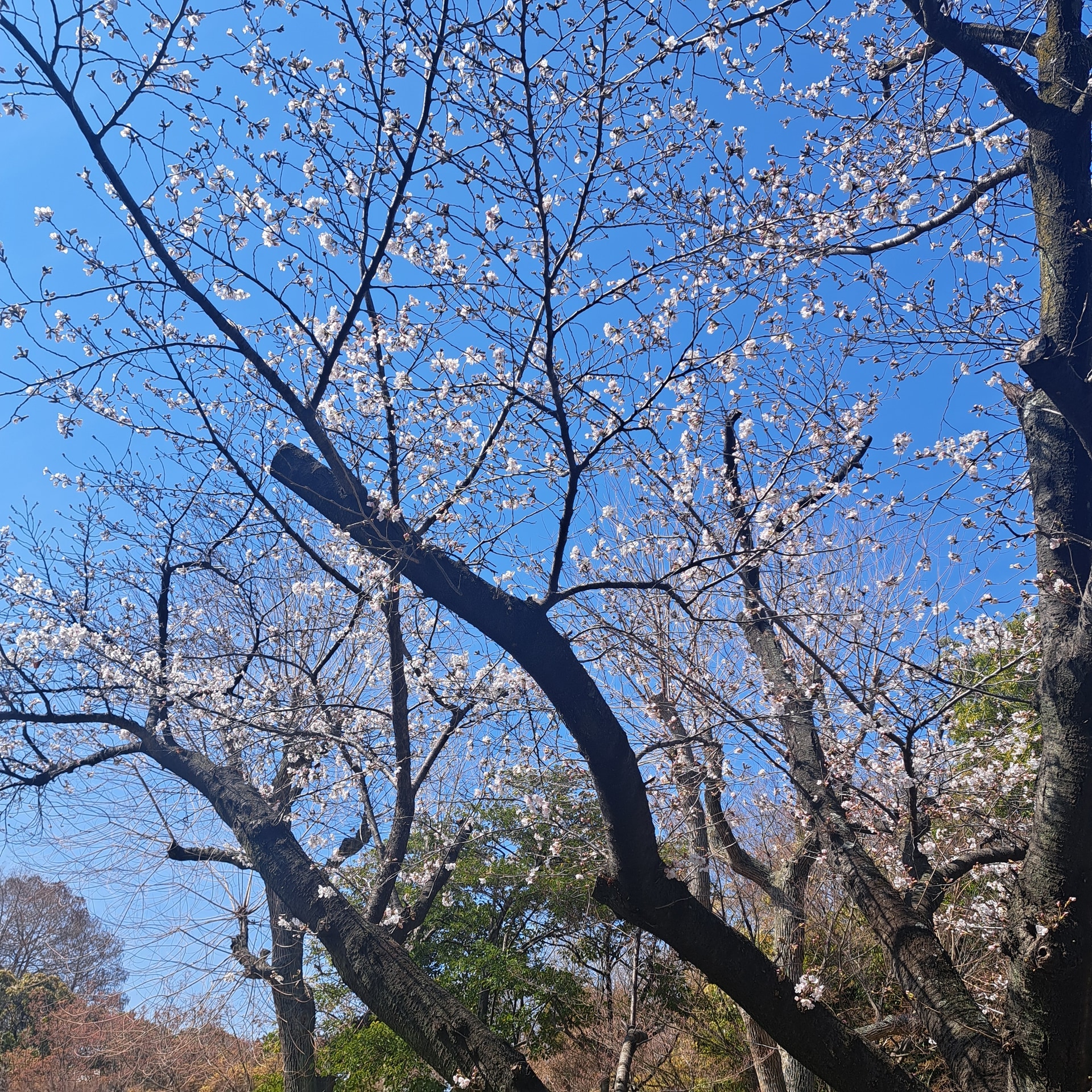 保護中: お花見散歩