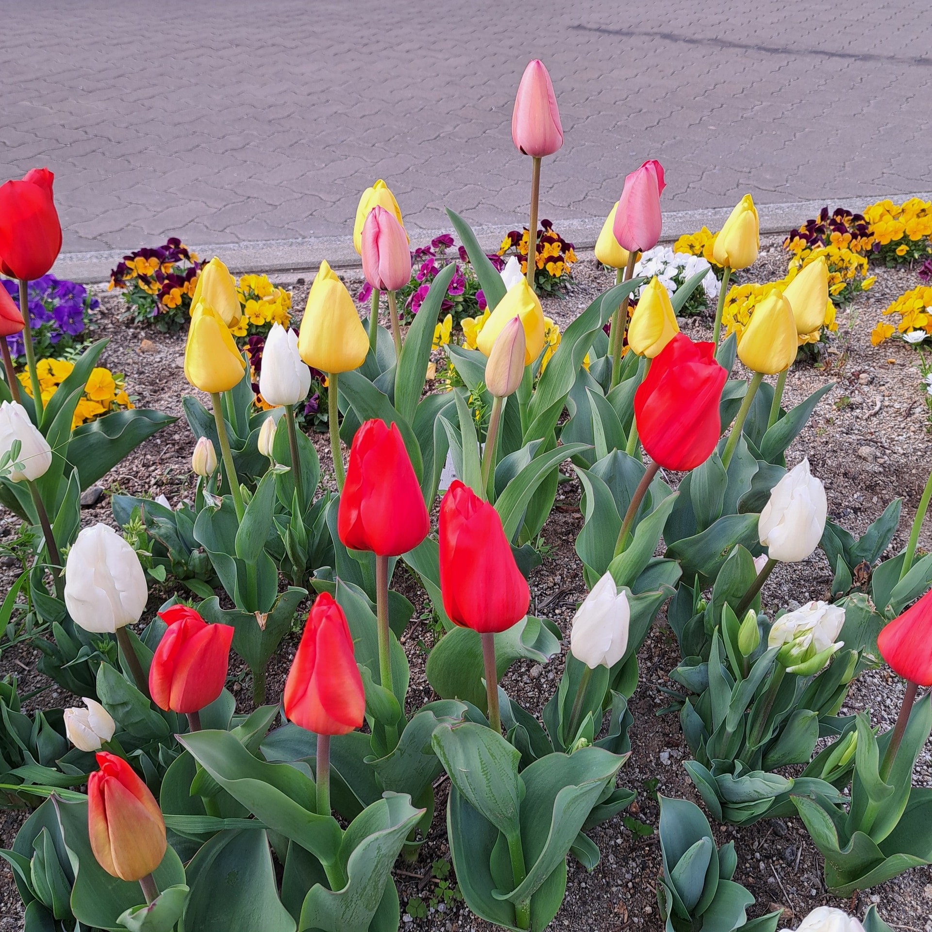 保護中: お別れ会