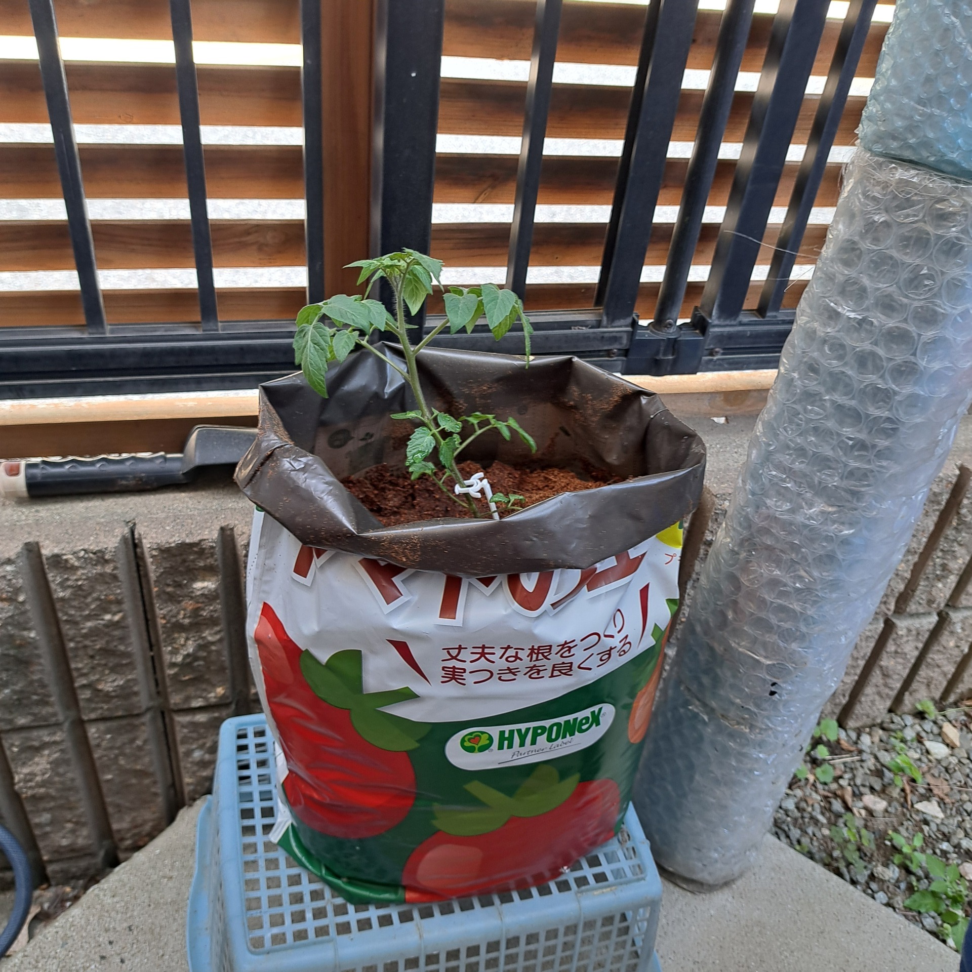保護中: トマトの植え付け（きりんグループ）